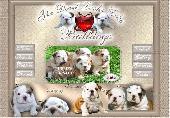 Angol bulldog kennel - The Devil Looks Like Bulldogs Angol bulldog kennel - The Devil Looks Like Bulldogs